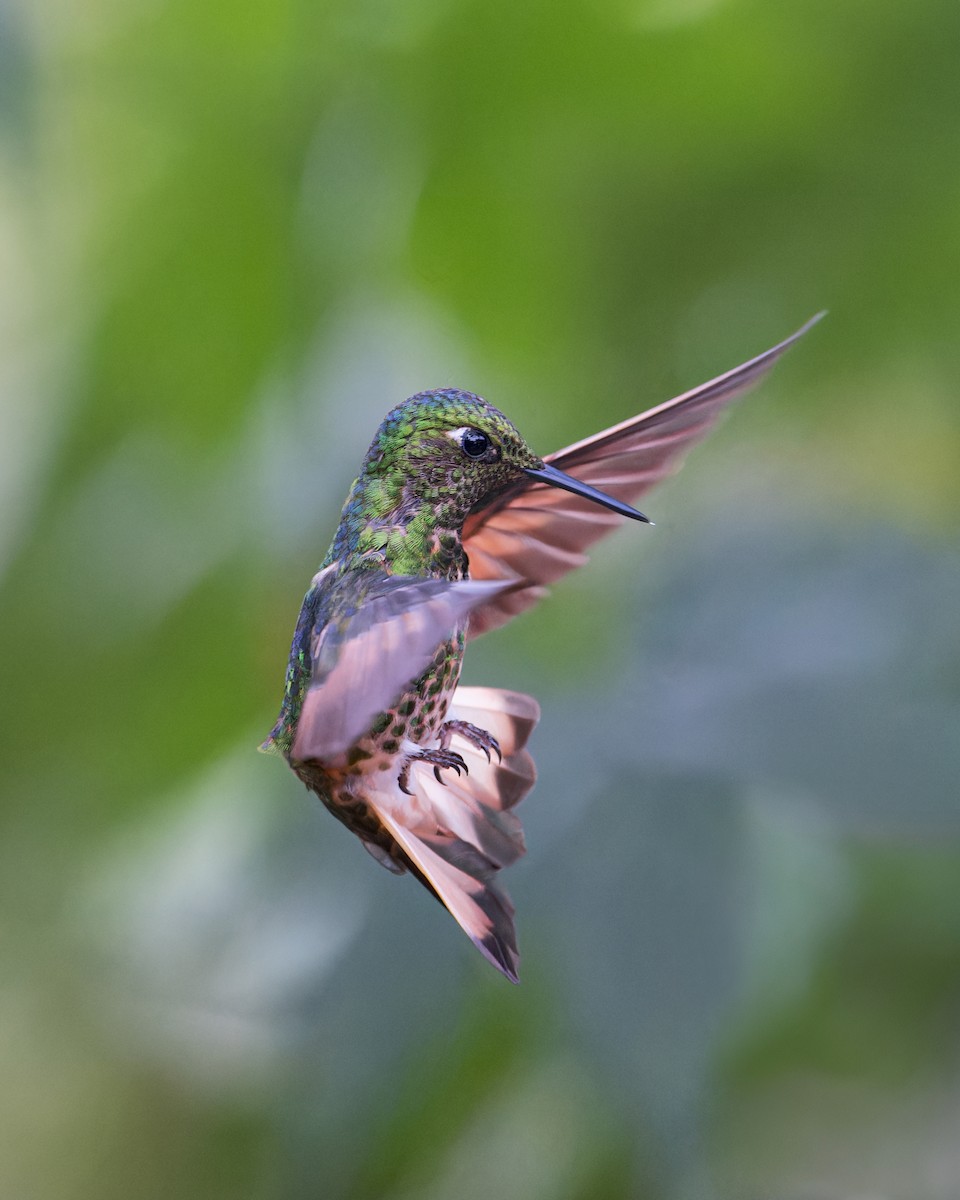 Sarıca Kuyruklu Koronet - ML646510321