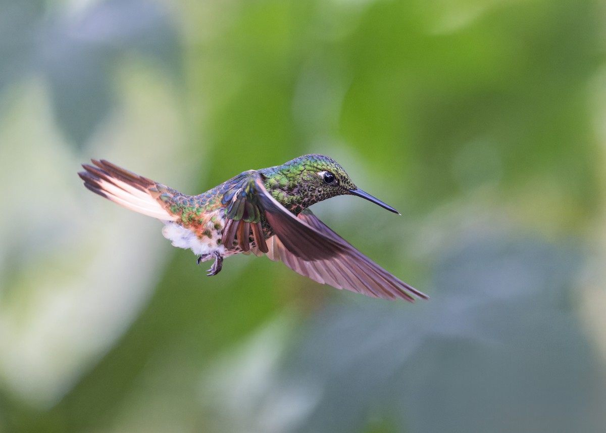 Sarıca Kuyruklu Koronet - ML646510322