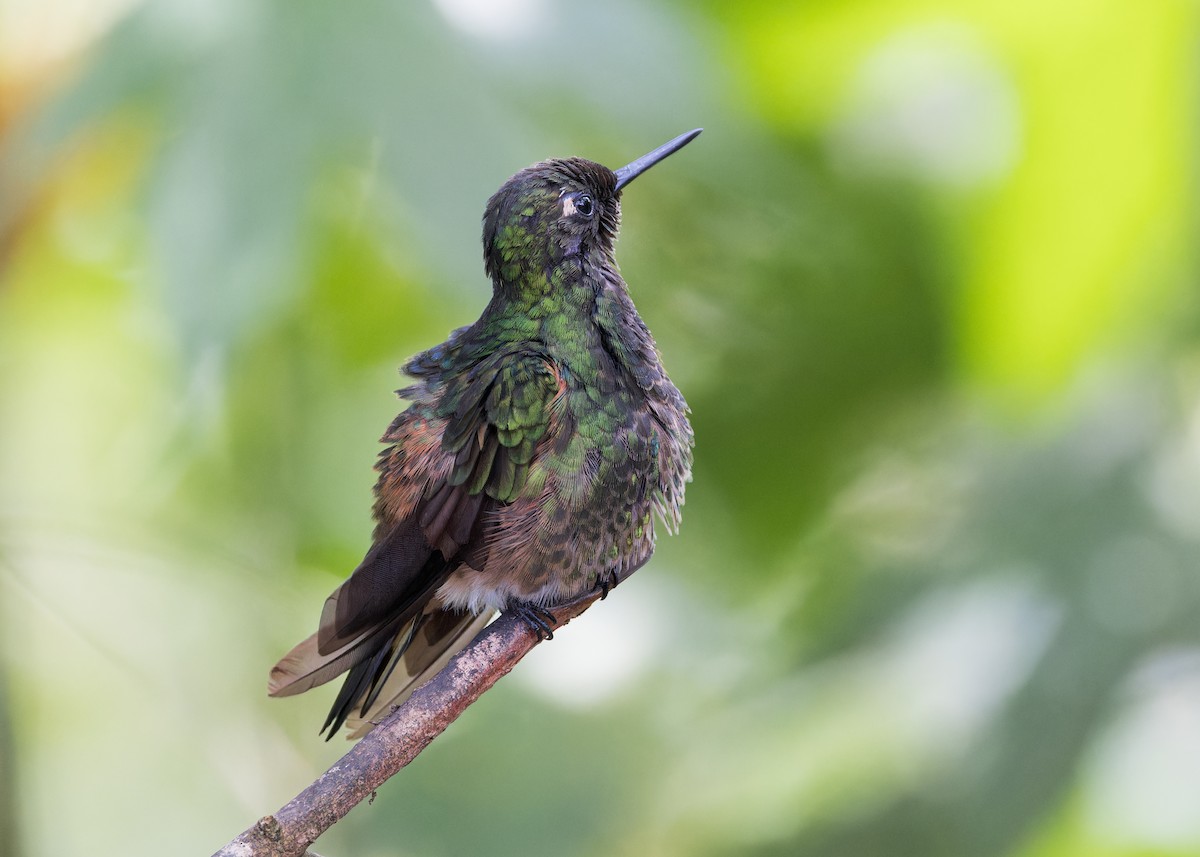 Sarıca Kuyruklu Koronet - ML646510323