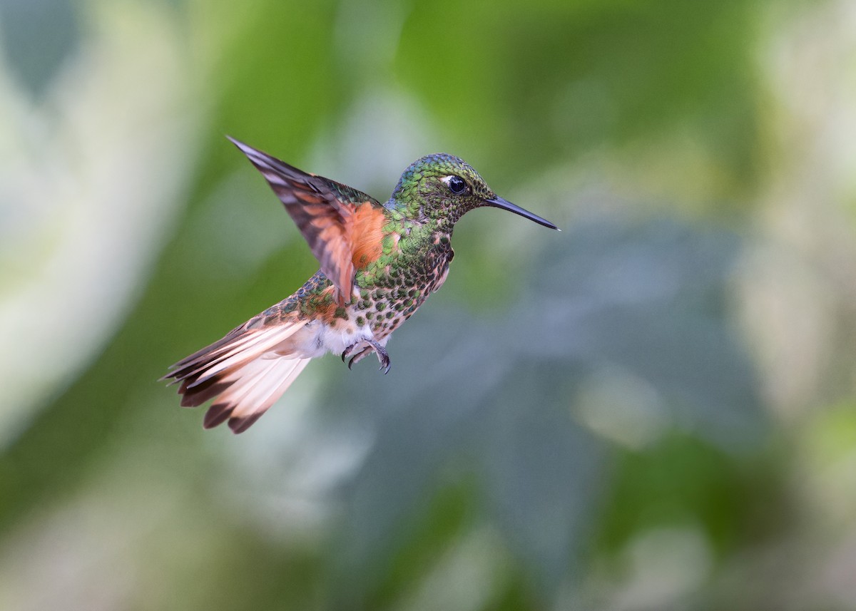 Sarıca Kuyruklu Koronet - ML646510324