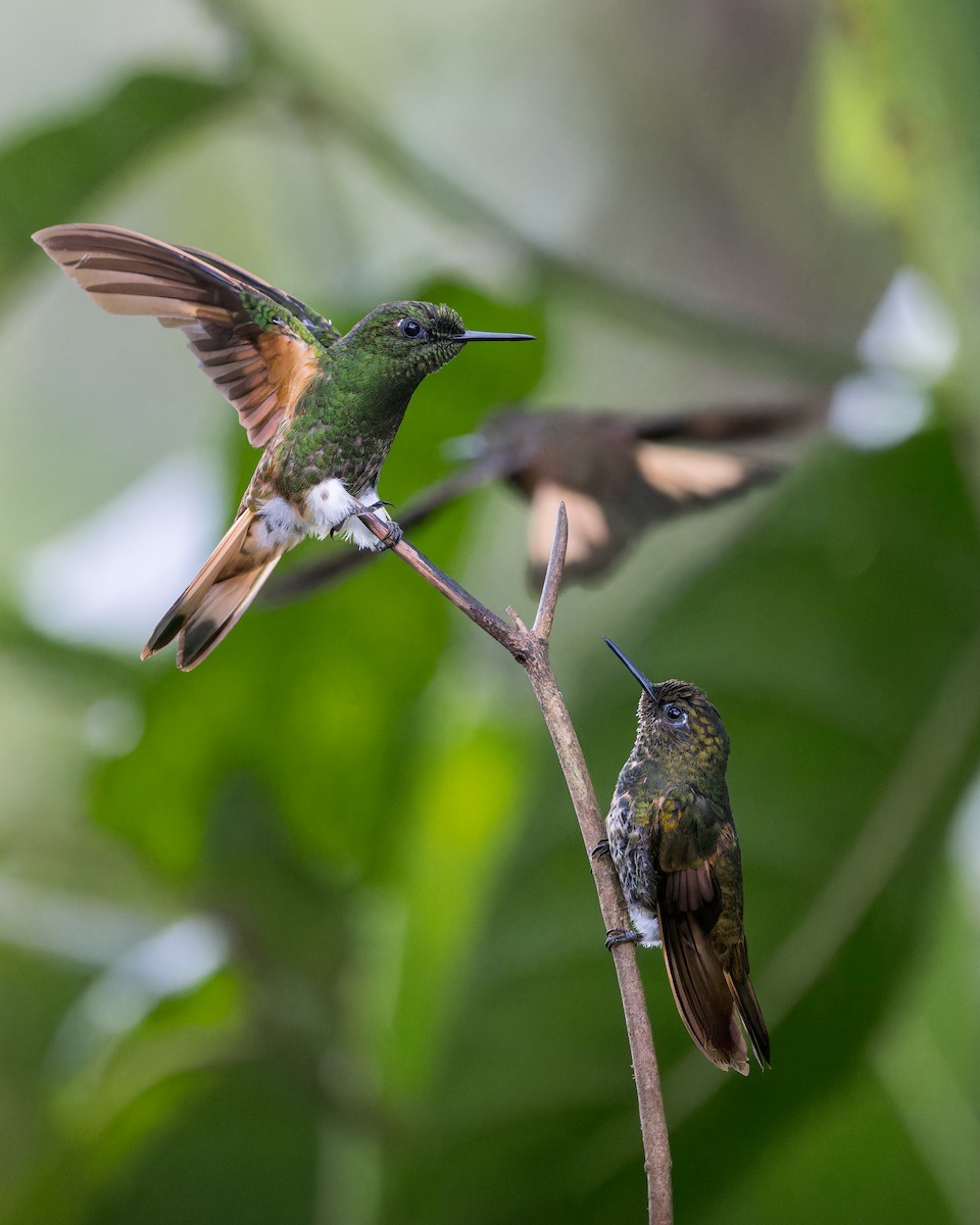 Sarıca Kuyruklu Koronet - ML646510325