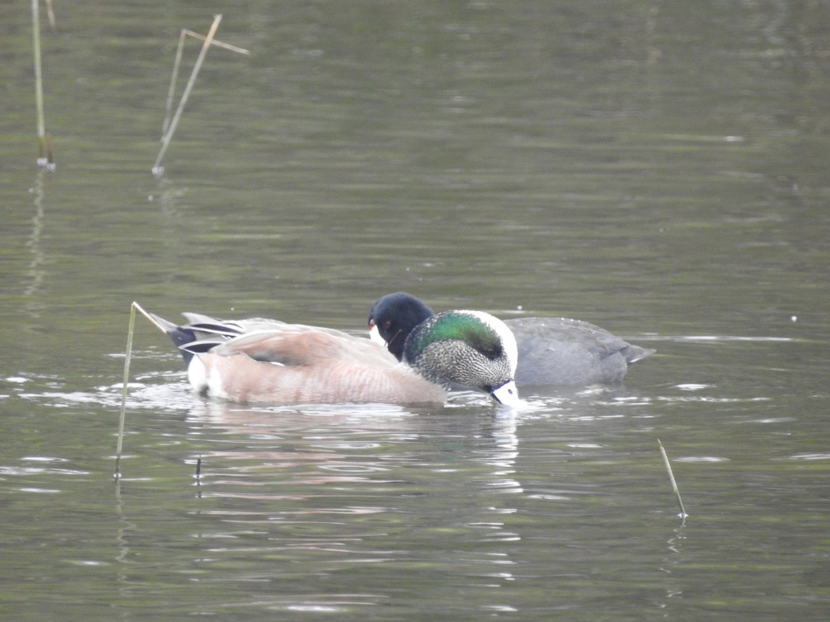 American Wigeon - ML646510326