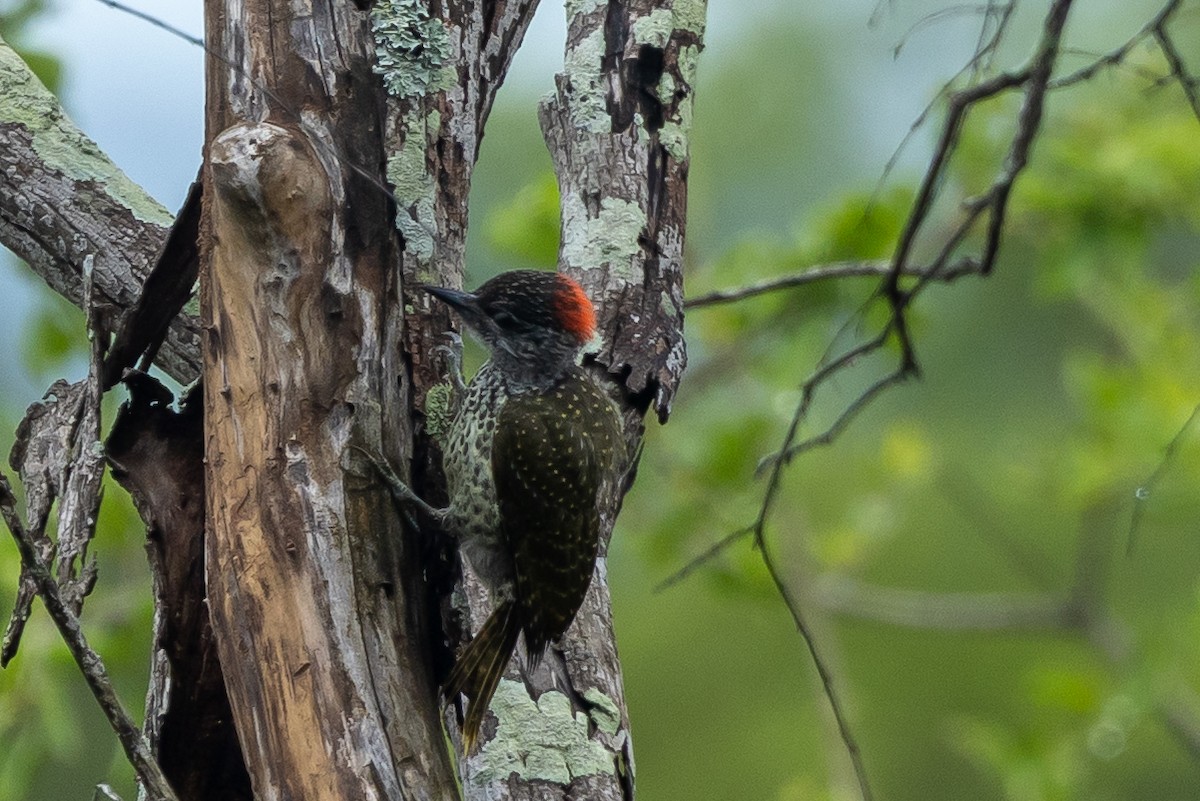 Golden-tailed Woodpecker (Golden-tailed) - ML646510327