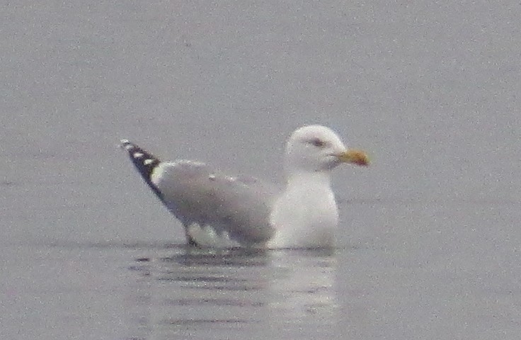 Gümüş Martı - ML646510328