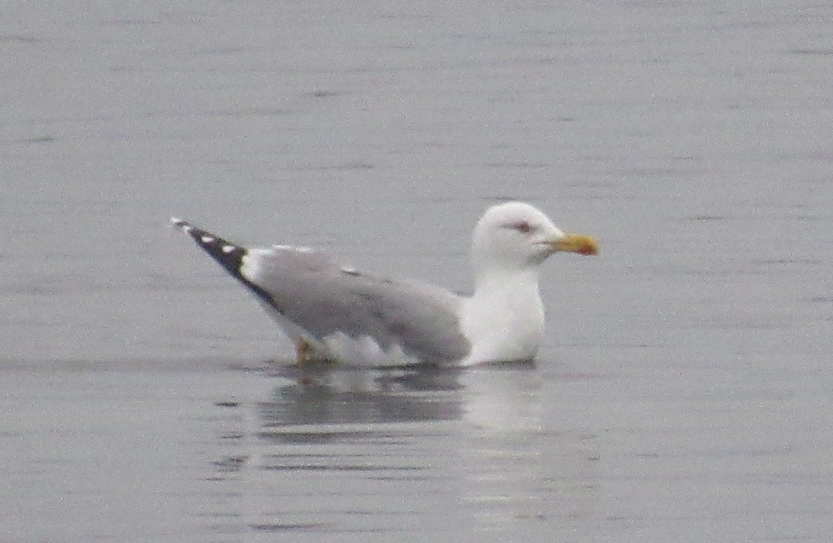 Gümüş Martı - ML646510330