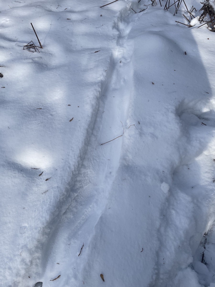 Animals - ML646510331