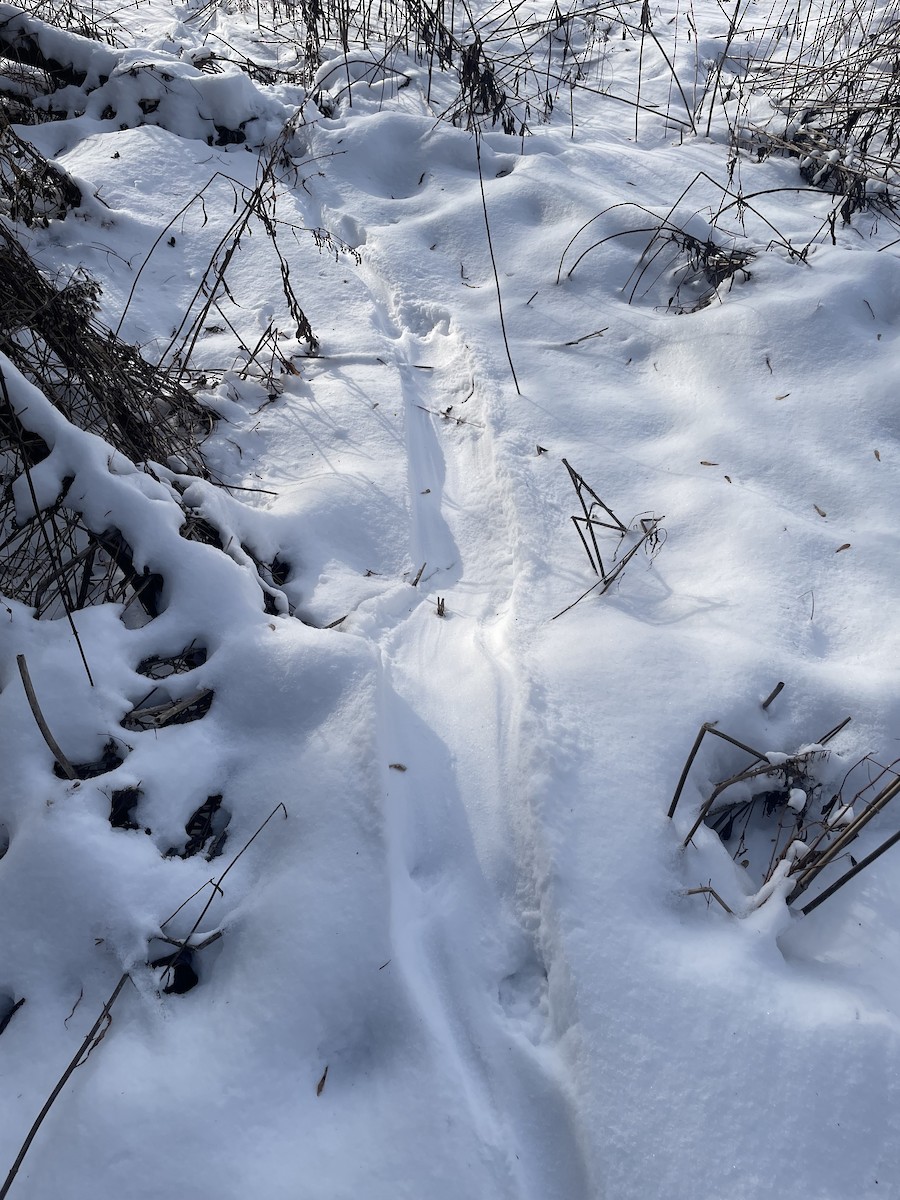 Animals - ML646510332