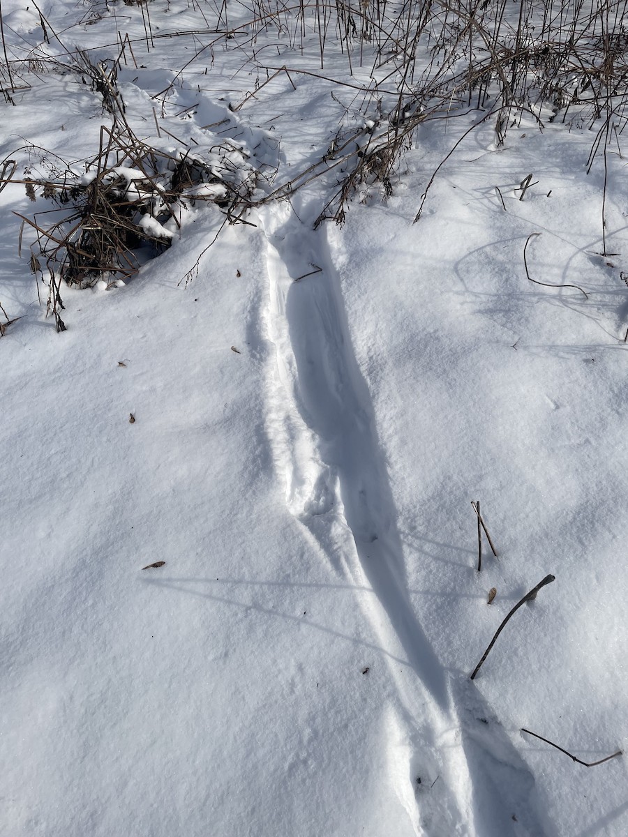 Animals - ML646510333