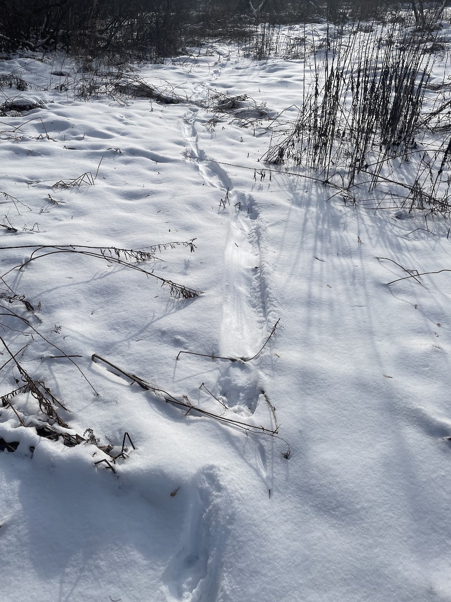 Animals - ML646510334