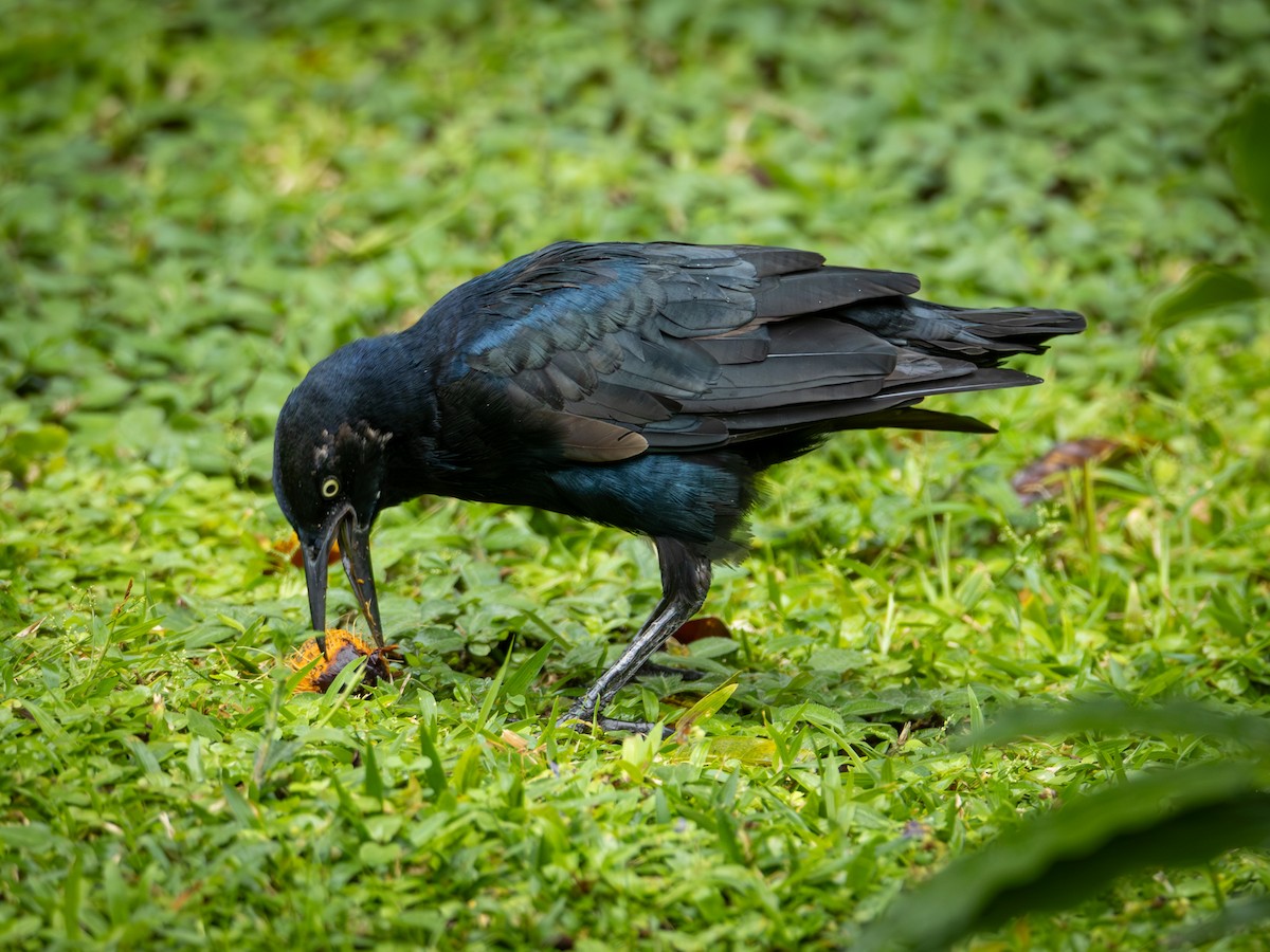 Büyük Kuyruklu Kiskal - ML646510335