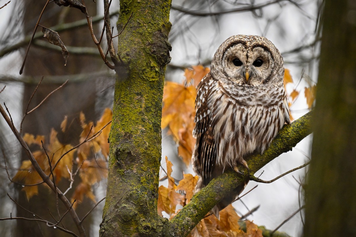 Çizgili Baykuş - ML646510336