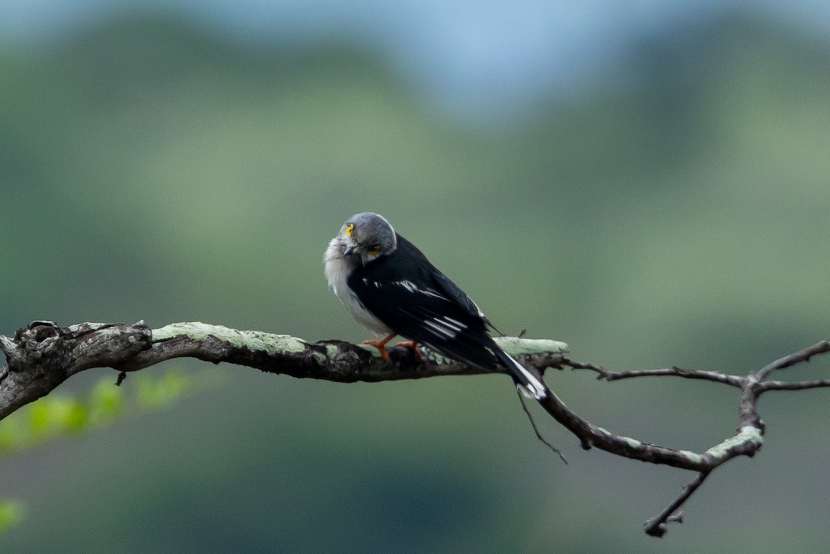 Ak Sorguçlu Vanga [poliocephalus grubu] - ML646510337