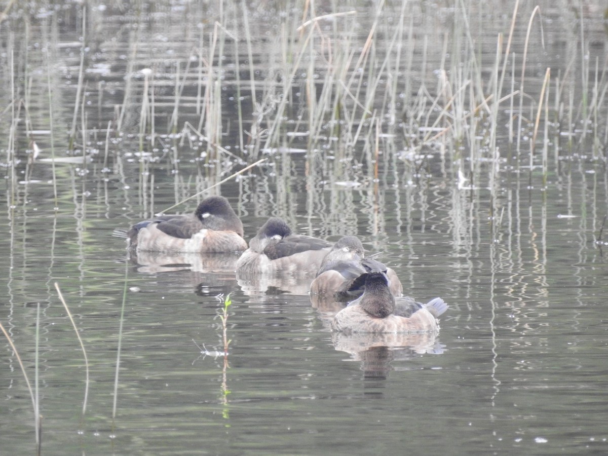 Halkalı Patka - ML646510338