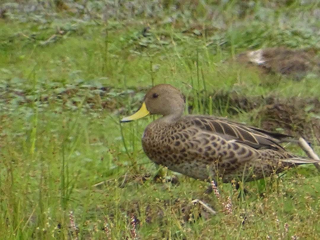 Sarı Gagalı Kılkuyruk - ML646510339