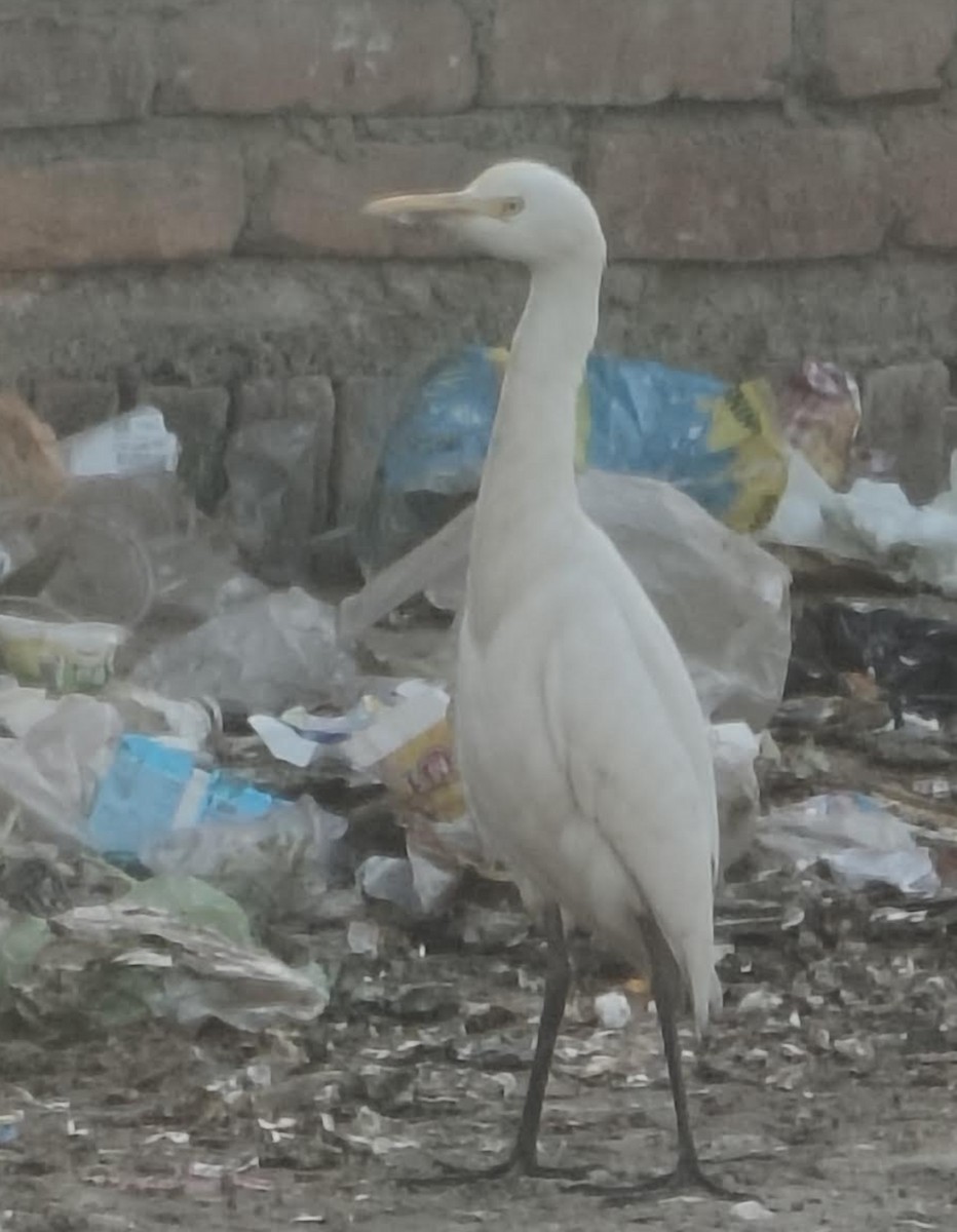 Doğulu Sığır Balıkçılı - ML646510341