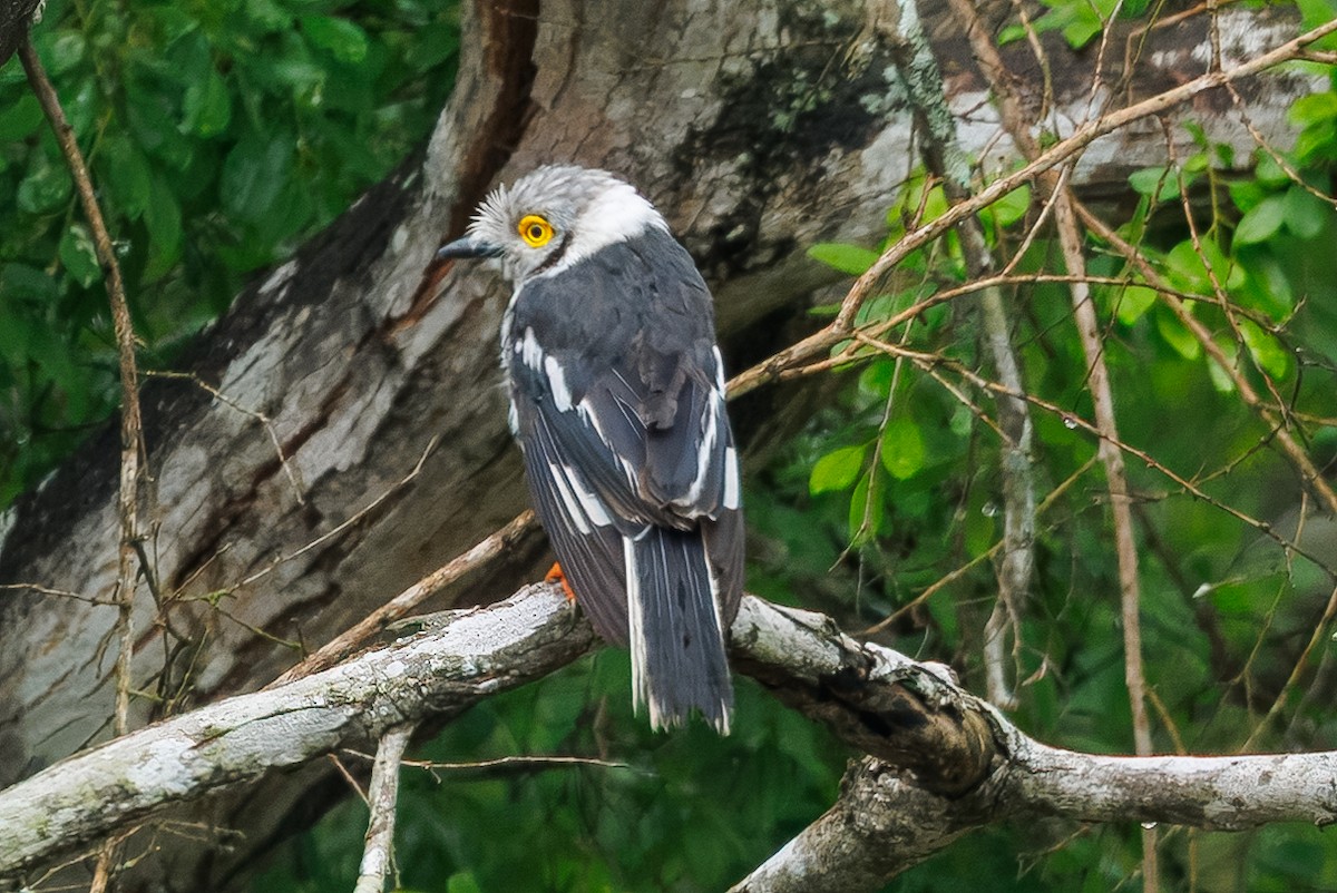 Ak Sorguçlu Vanga [poliocephalus grubu] - ML646510342