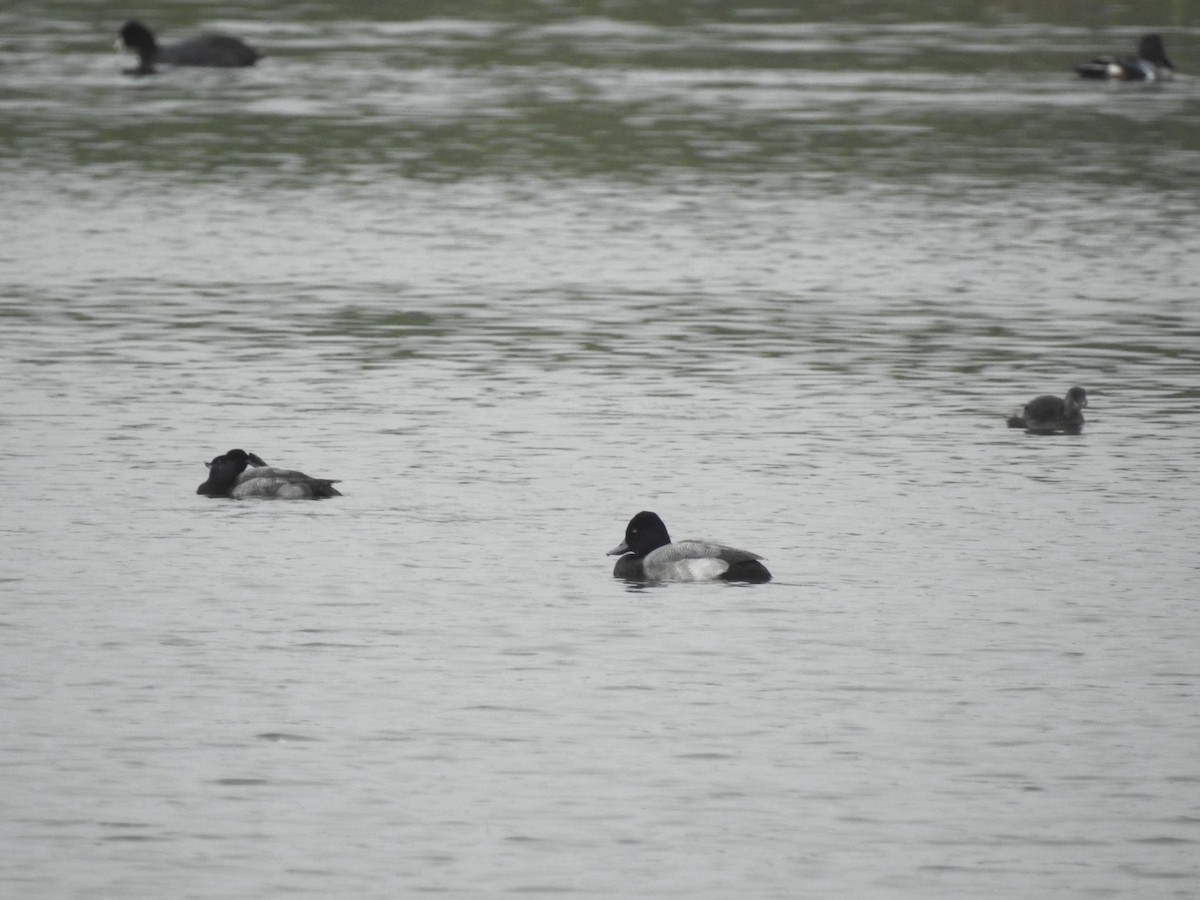 Morbaş Patka - ML646510344