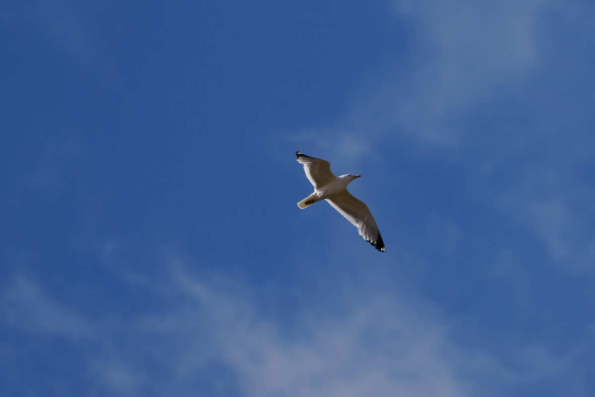 Hazar Martısı - ML646510345