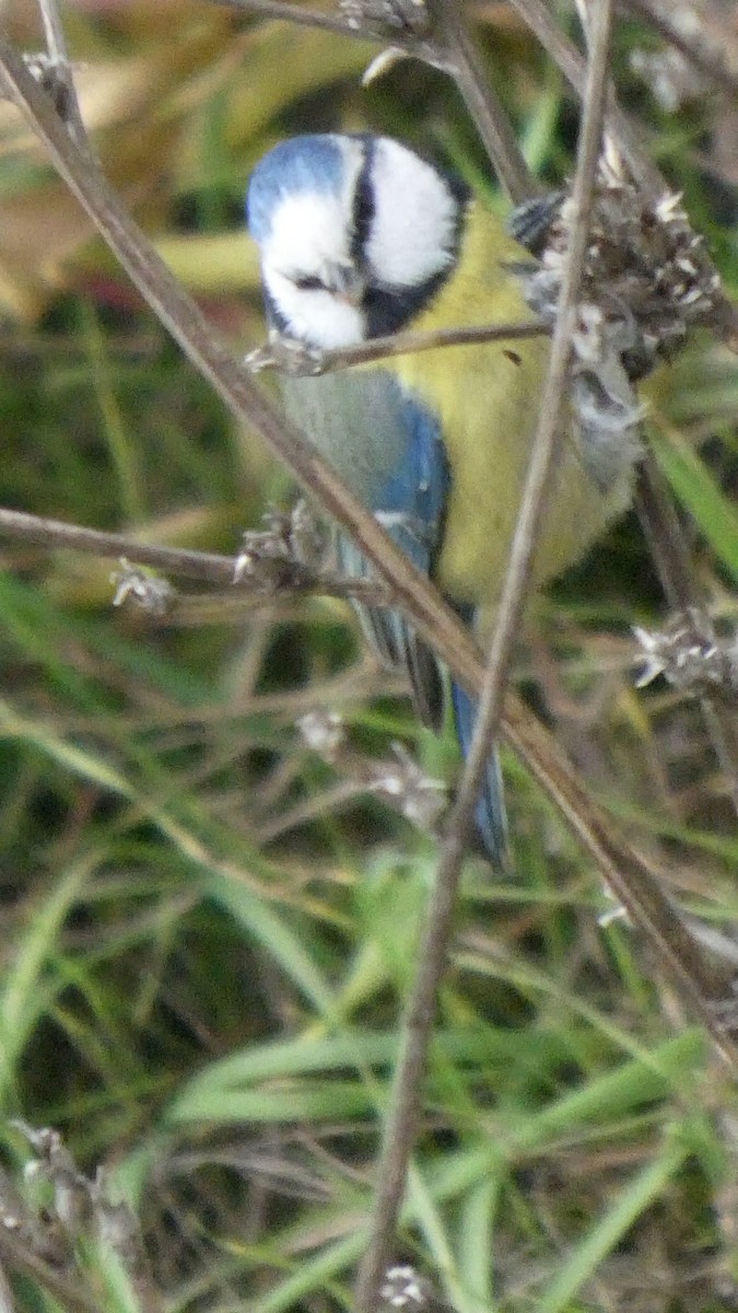 Mavi Baştankara - ML646510346