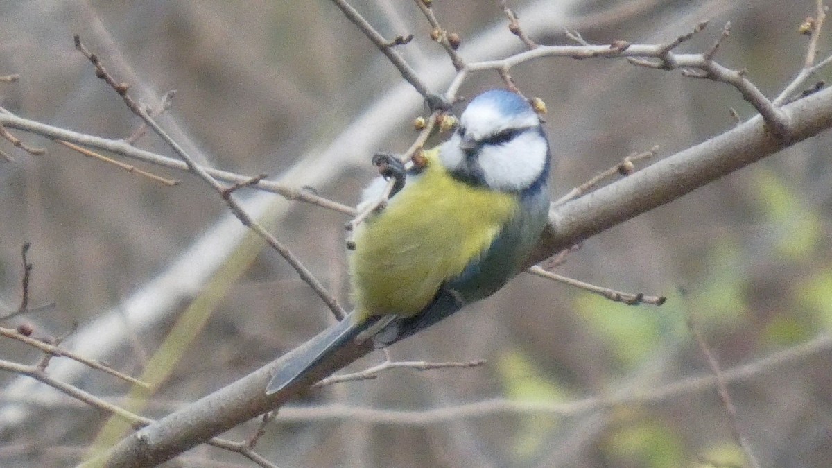 Mavi Baştankara - ML646510347