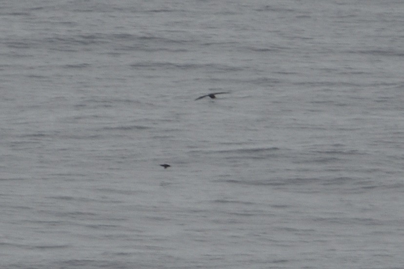 Antarktik/Kuzey Dev Fırtınakuşu - ML646510350