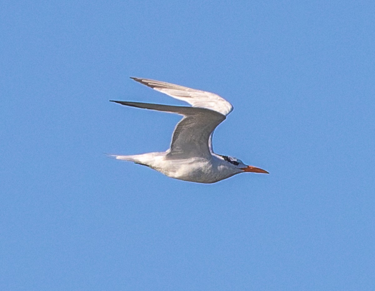 Kral Sumru - ML646510351