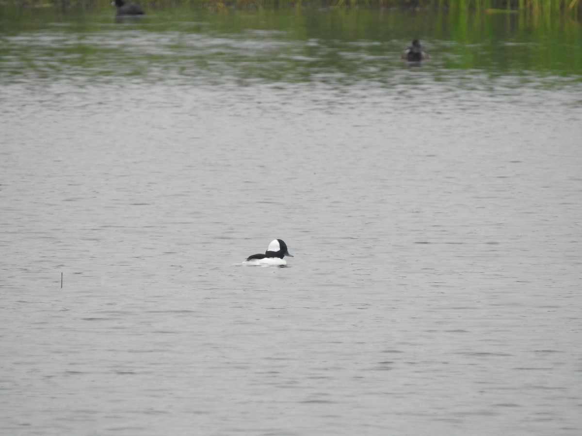 Ak Yanaklı Ördek - ML646510352