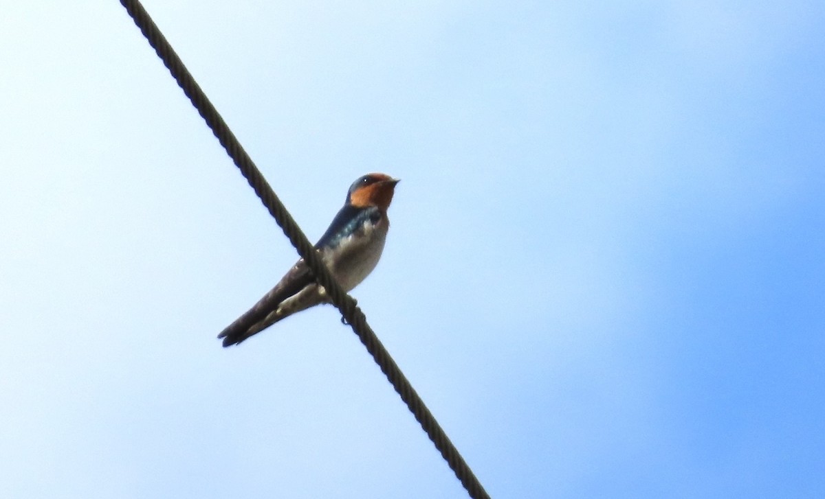 Pacific Swallow - ML646510353