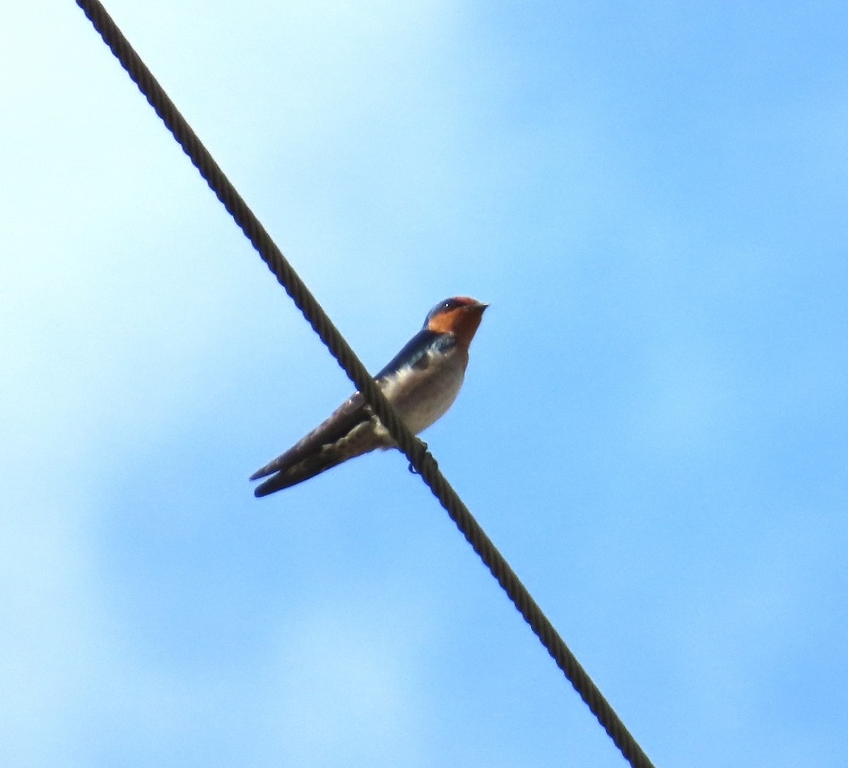 Pasifik Kırlangıcı - ML646510354