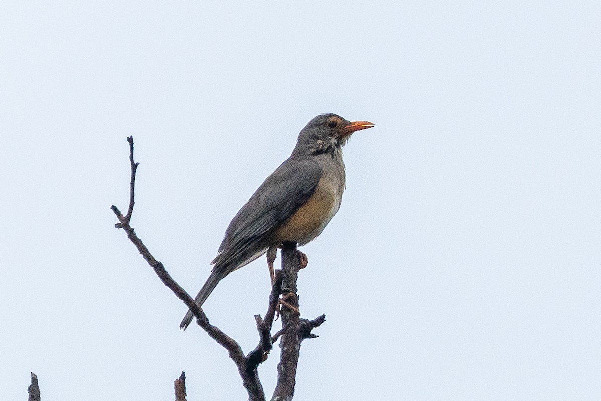 Kurriçeyn Ardıcı - ML646510355