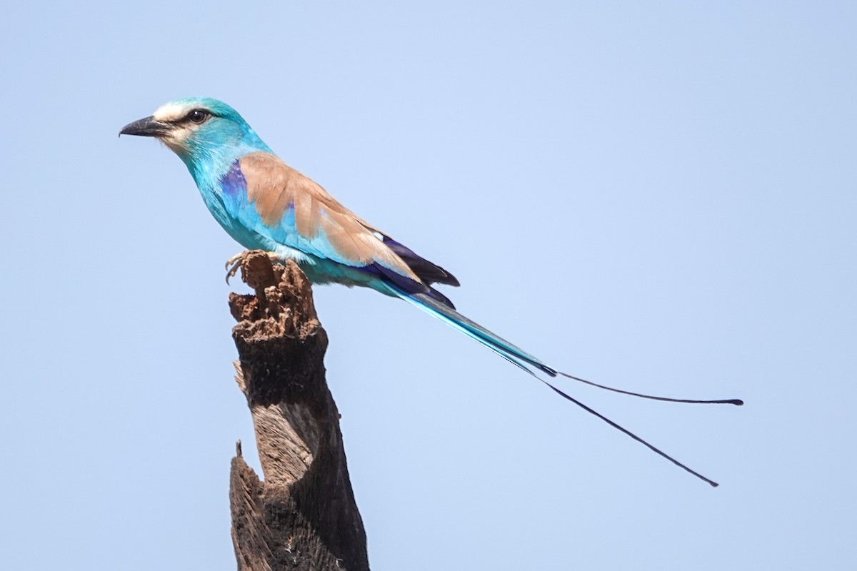 Abyssinian Roller - ML646510357