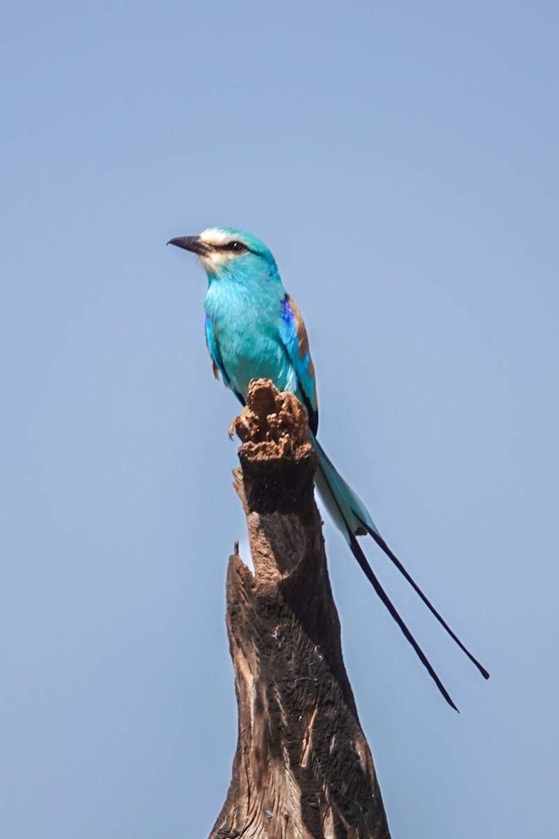 Abyssinian Roller - ML646510358