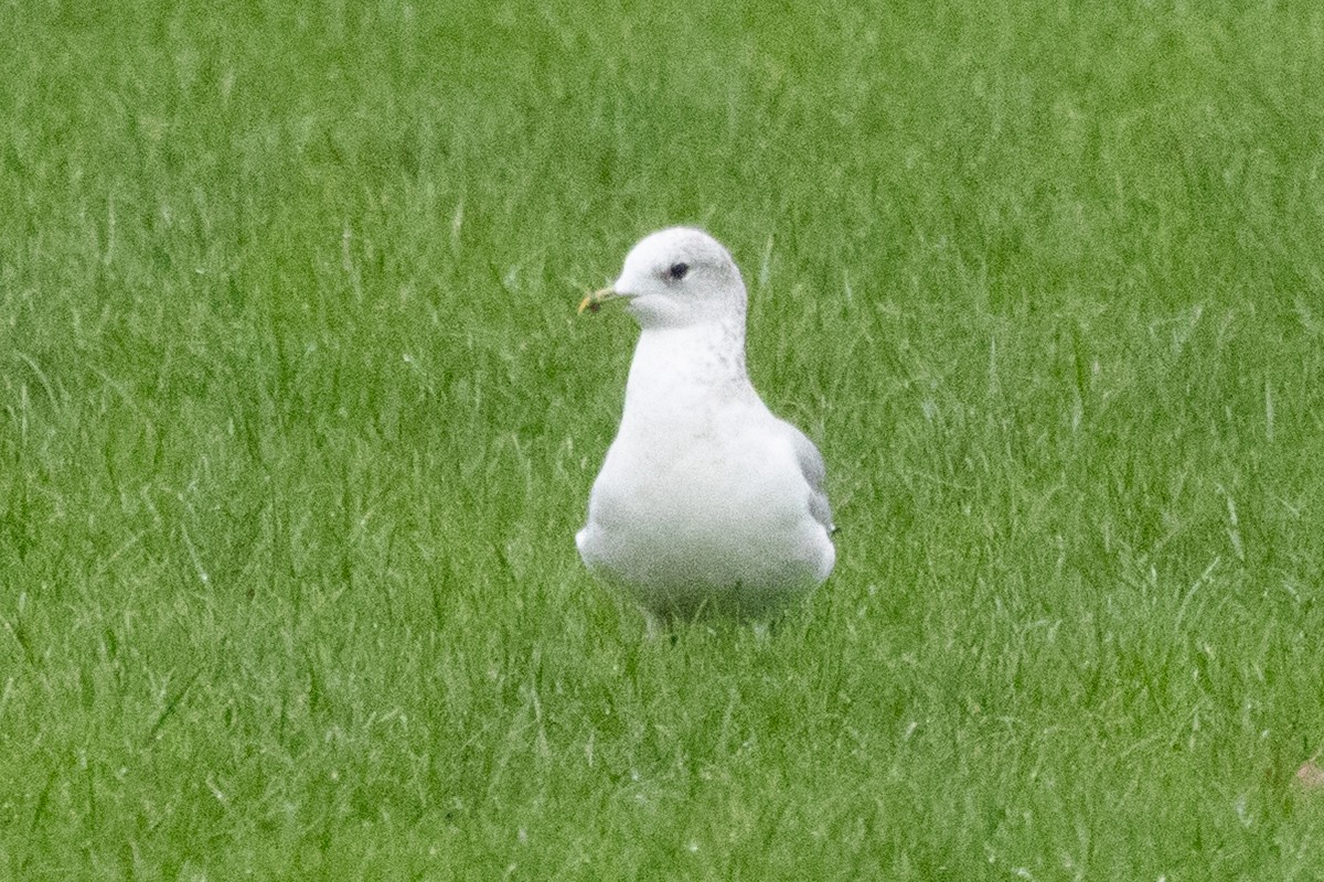 Küçük Gümüş Martı - ML646510361