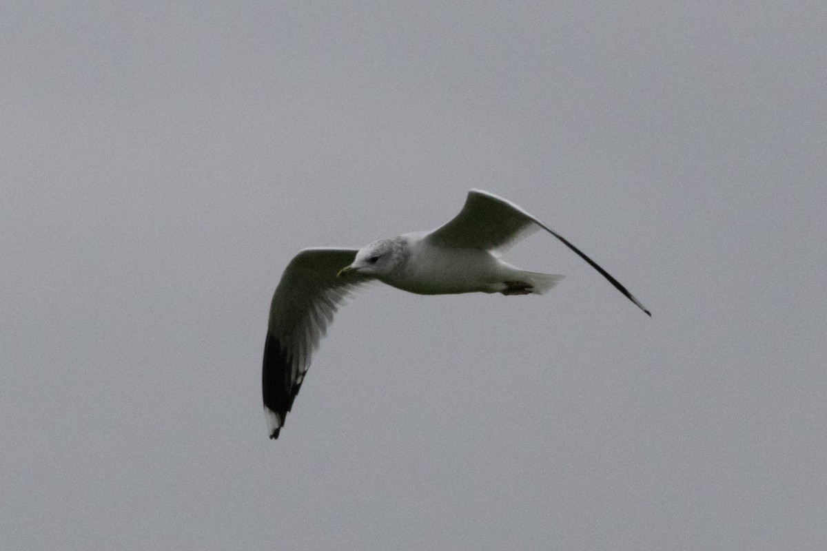 Küçük Gümüş Martı - ML646510363