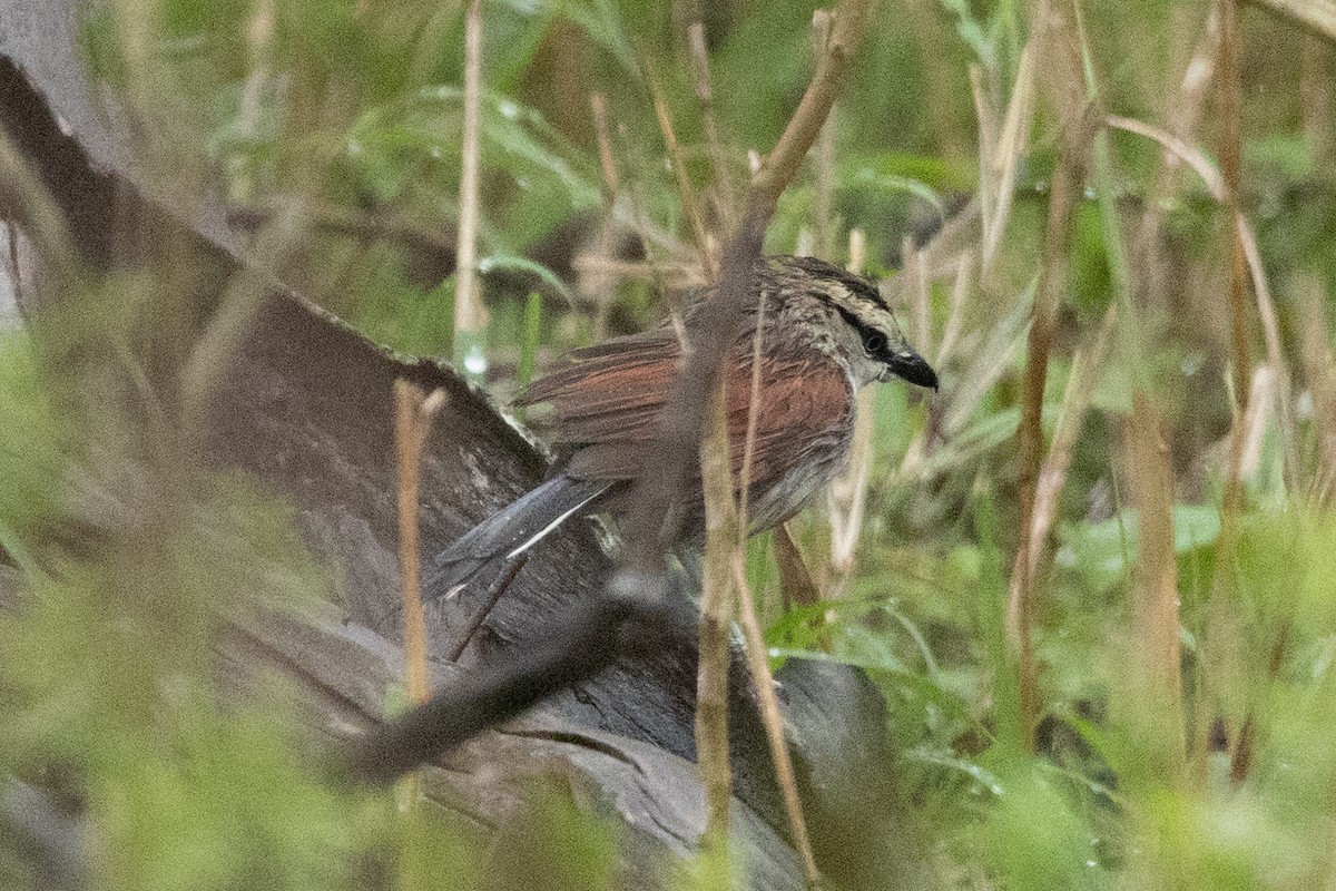 Boz Başlıklı Çagra - ML646510364