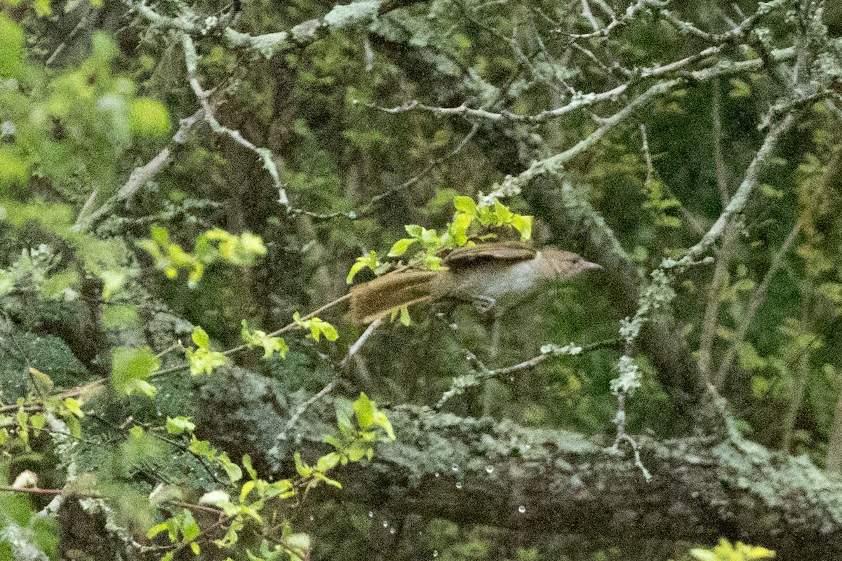 Terrestrial Brownbul - ML646510376