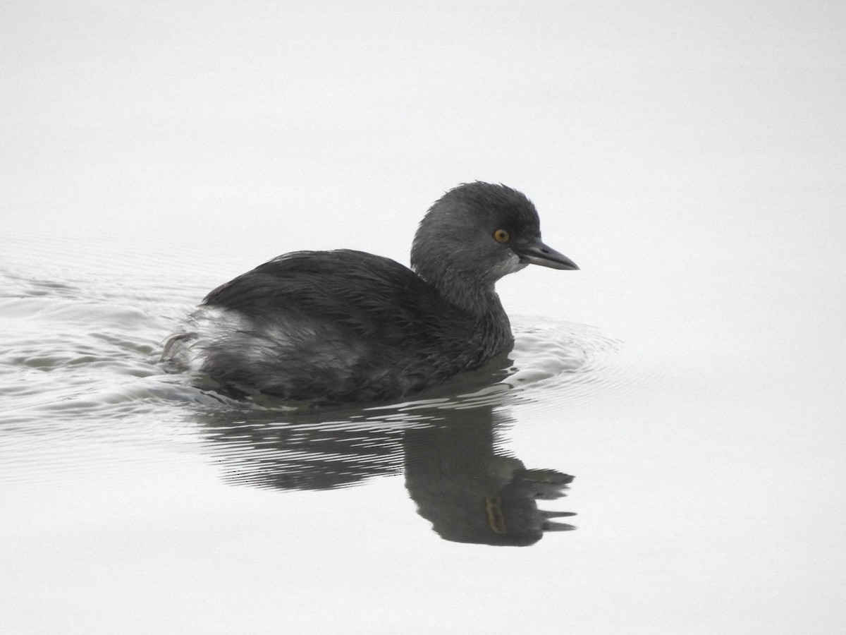 Least Grebe - ML646510379