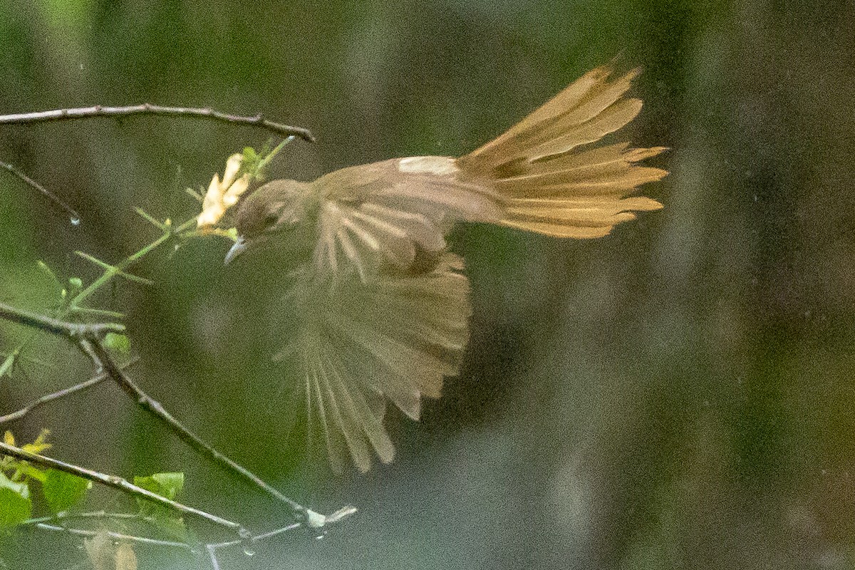 Terrestrial Brownbul - ML646510383