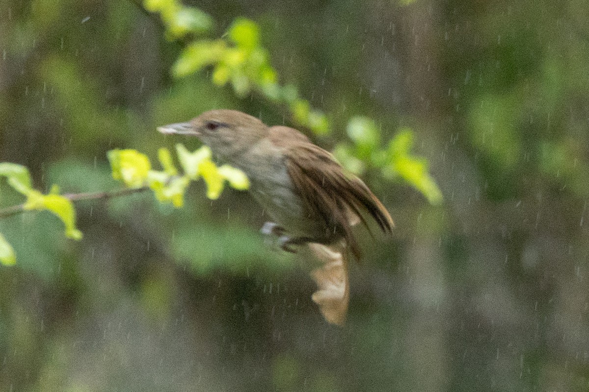 Terrestrial Brownbul - ML646510387