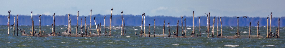 Ушастый баклан - ML646510388