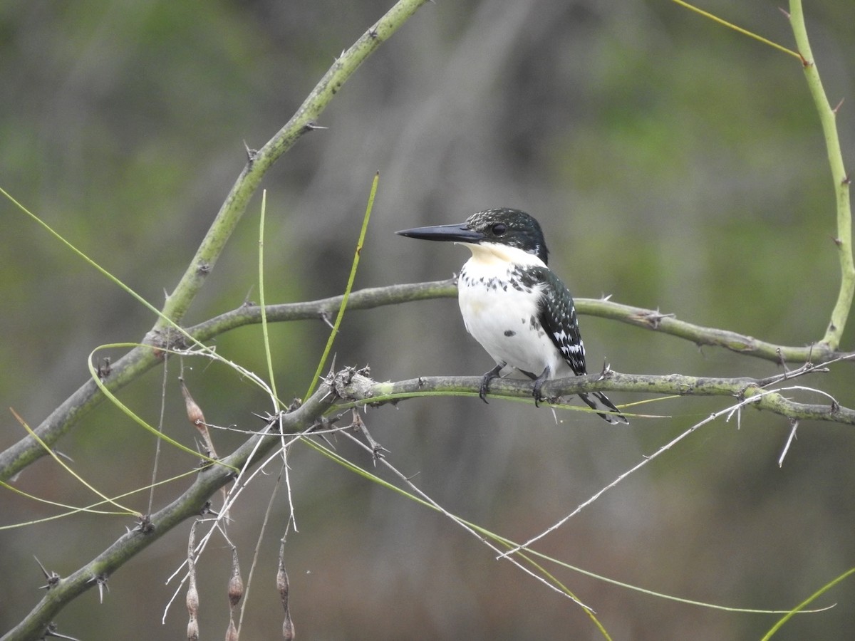Green Kingfisher - ML646510392