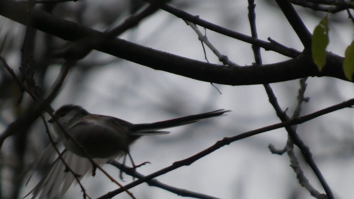 エナガ - ML646510393