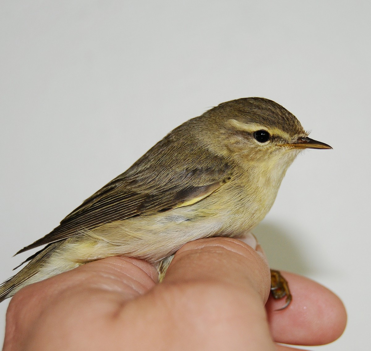 løvsanger - ML646510395