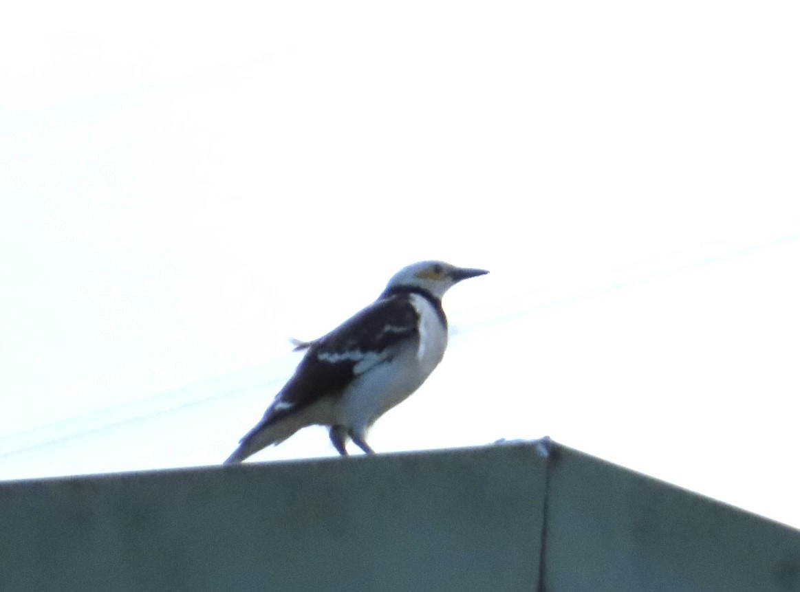 Шпак чорношиїй - ML646510406