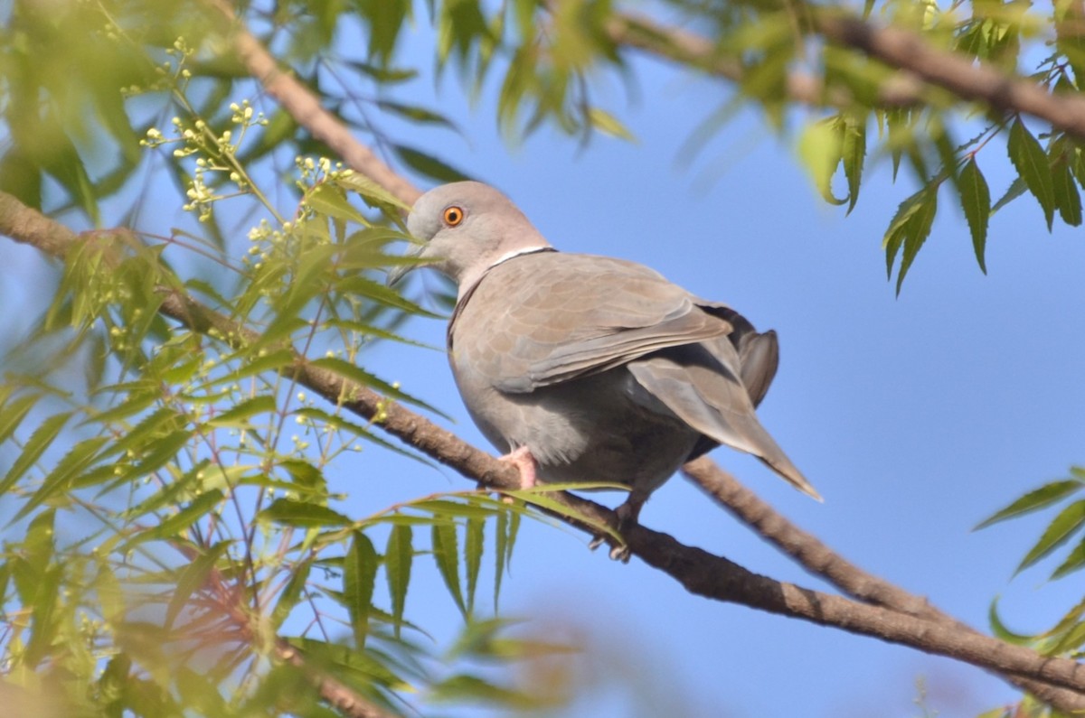 Mourning Collared-Dove - ML646510407