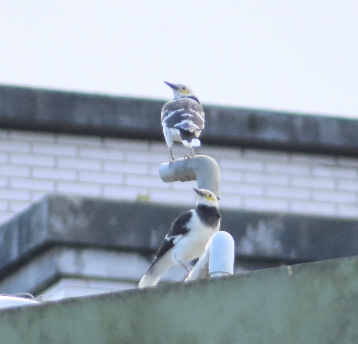 Шпак чорношиїй - ML646510409