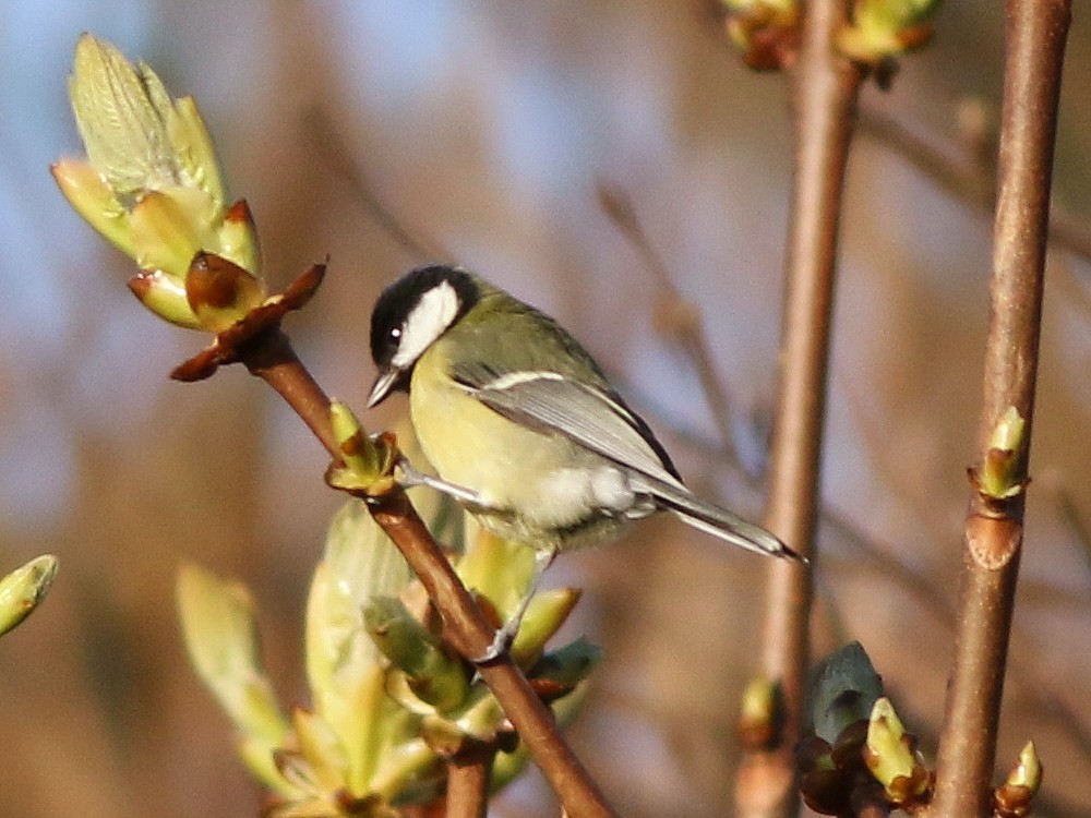 Cinciallegra - ML646510411