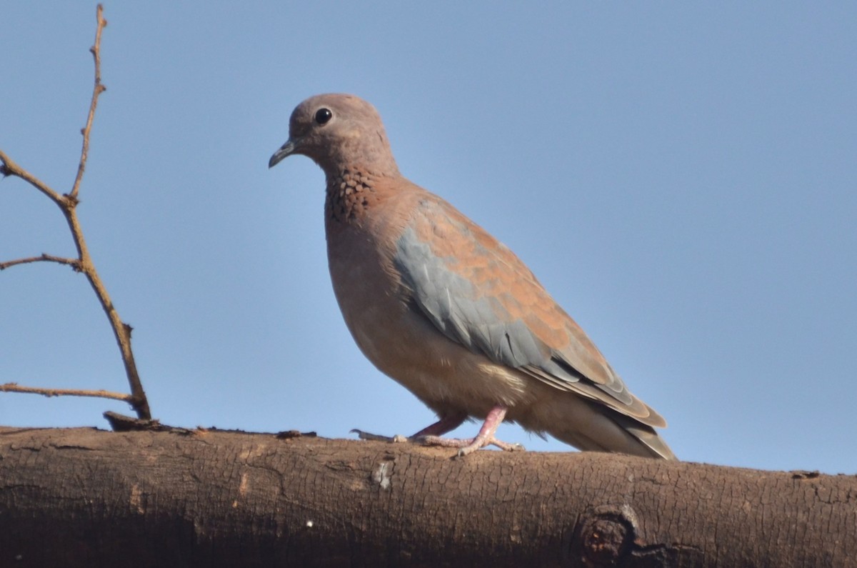 צוצלת - ML646510418
