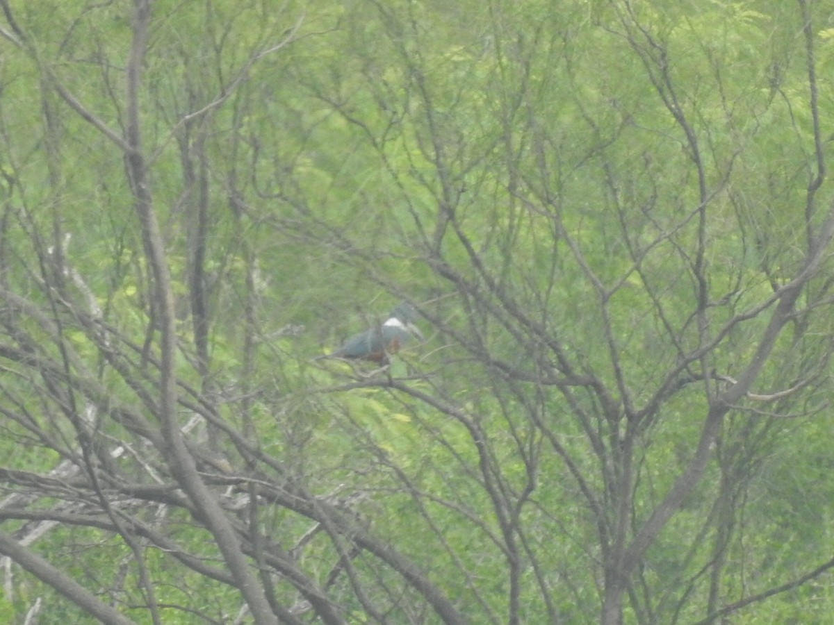 Ringed Kingfisher - ML646510419