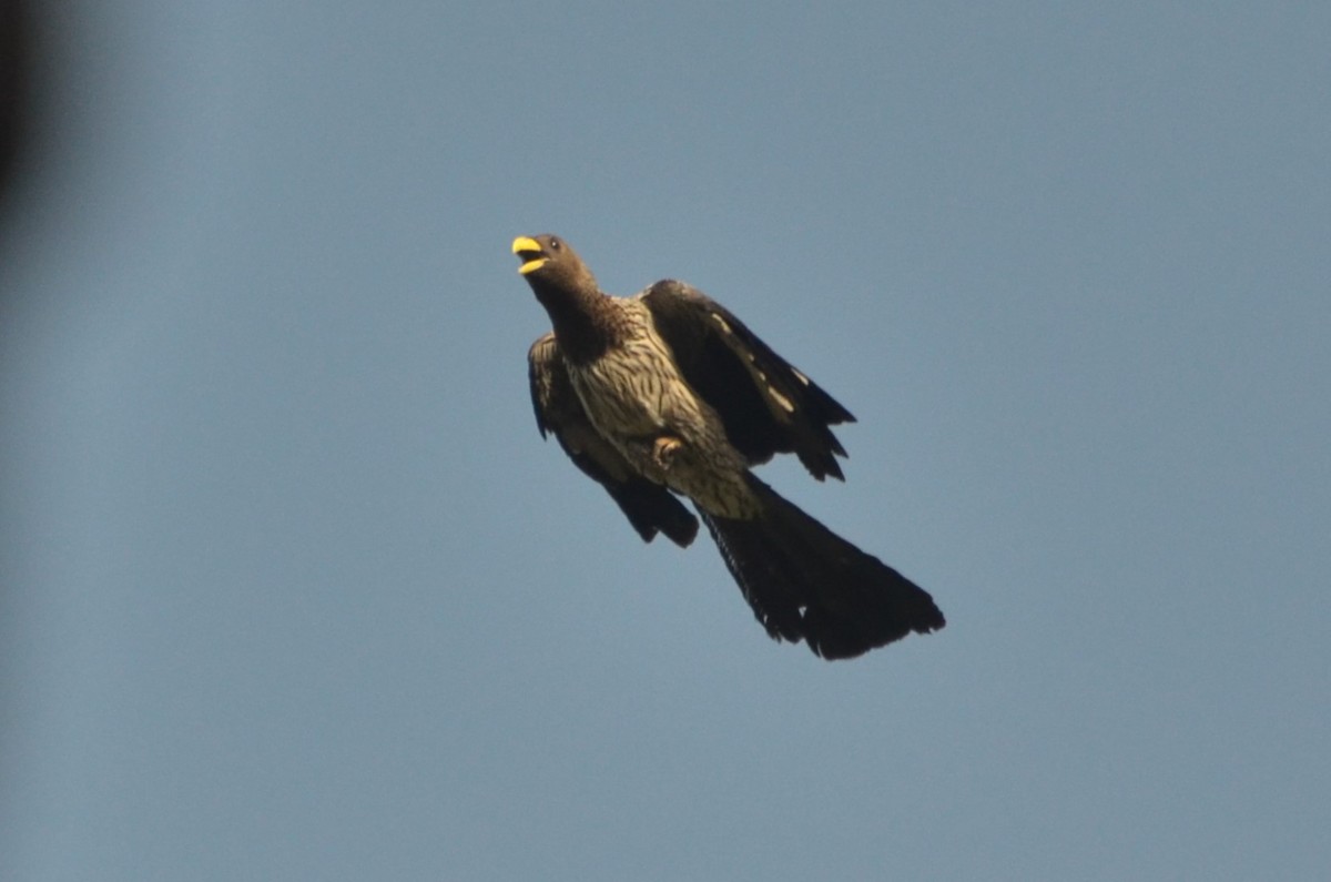 Western Plantain-eater - ML646510420